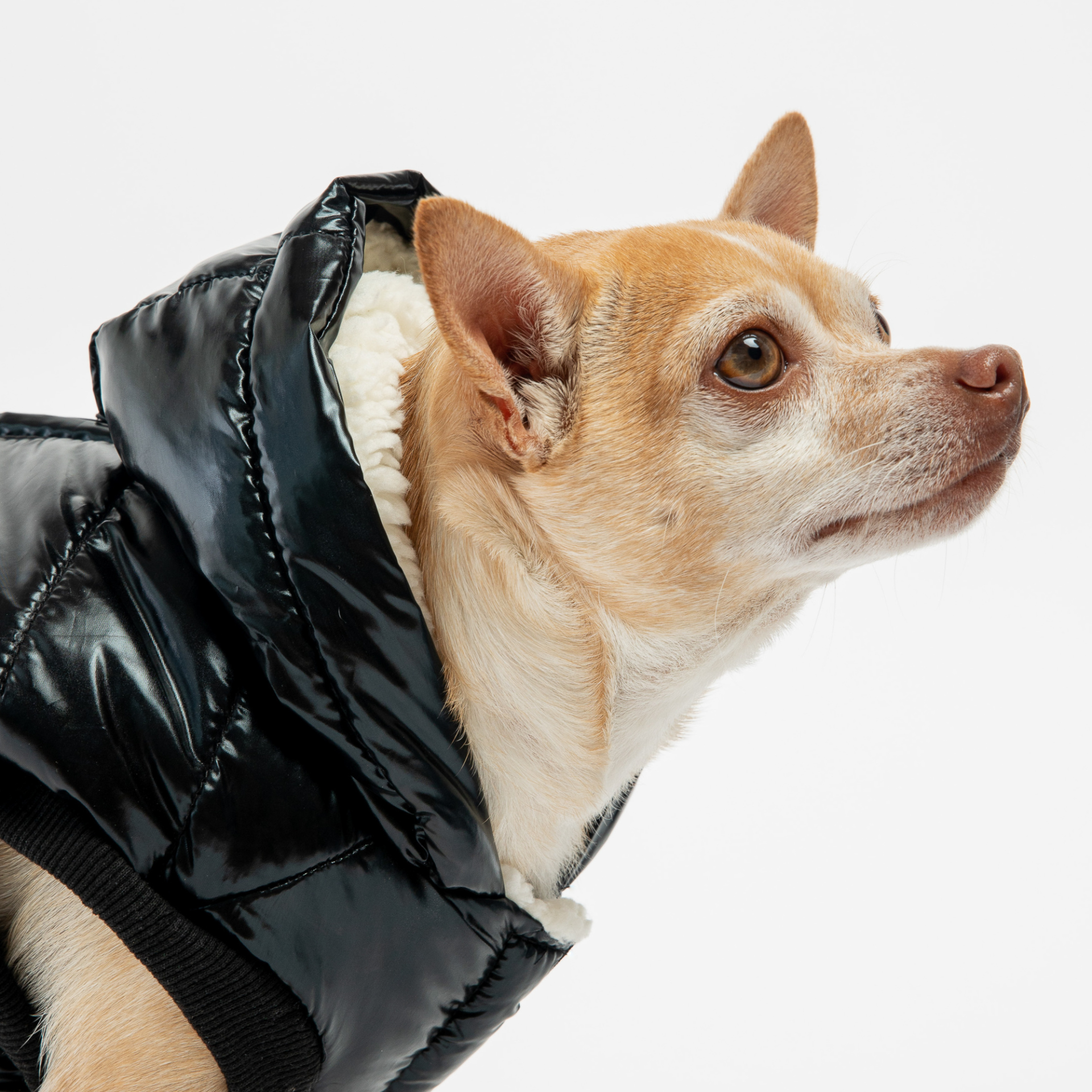 Emma Dog Jacket Black