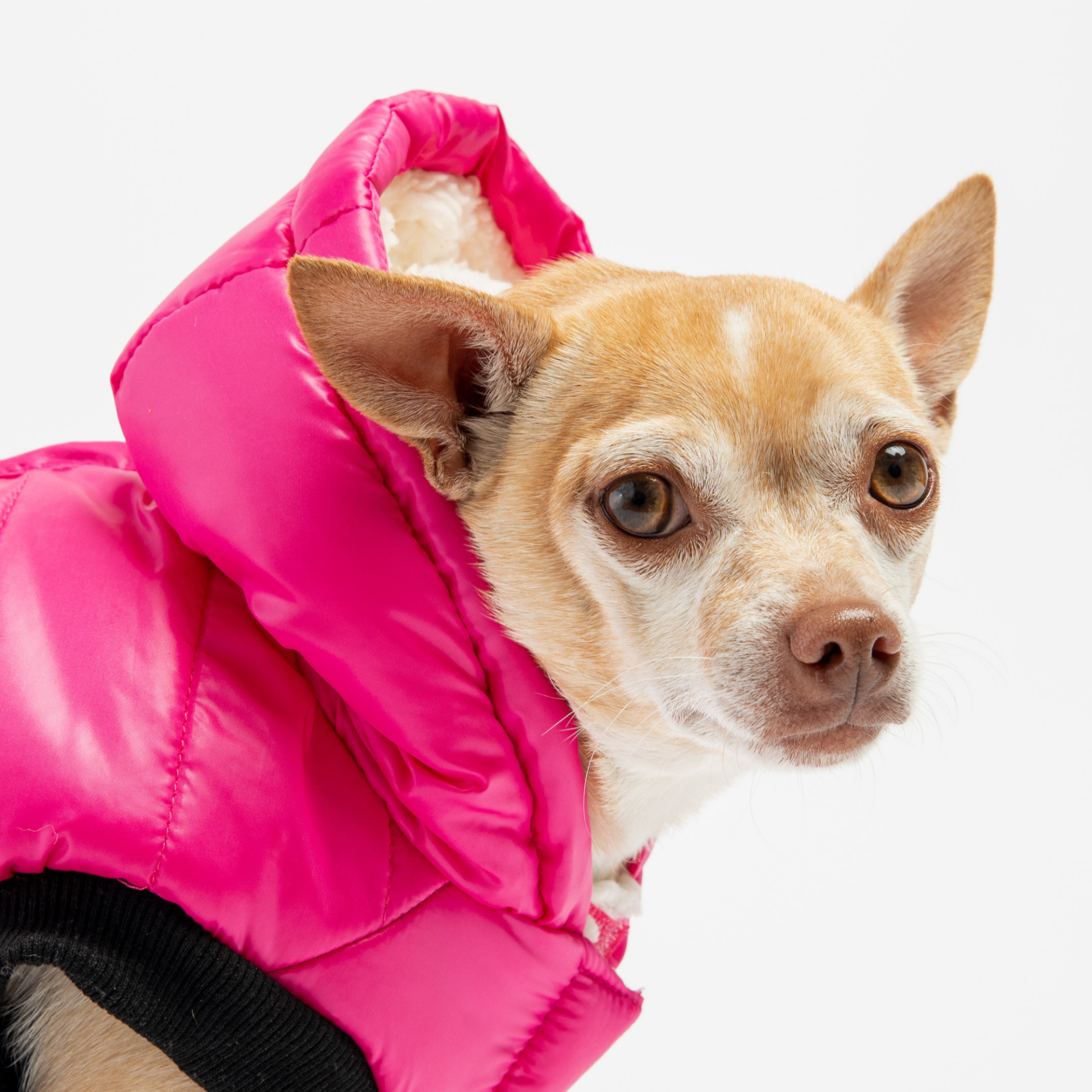 Emma Dog Jacket Raspberry