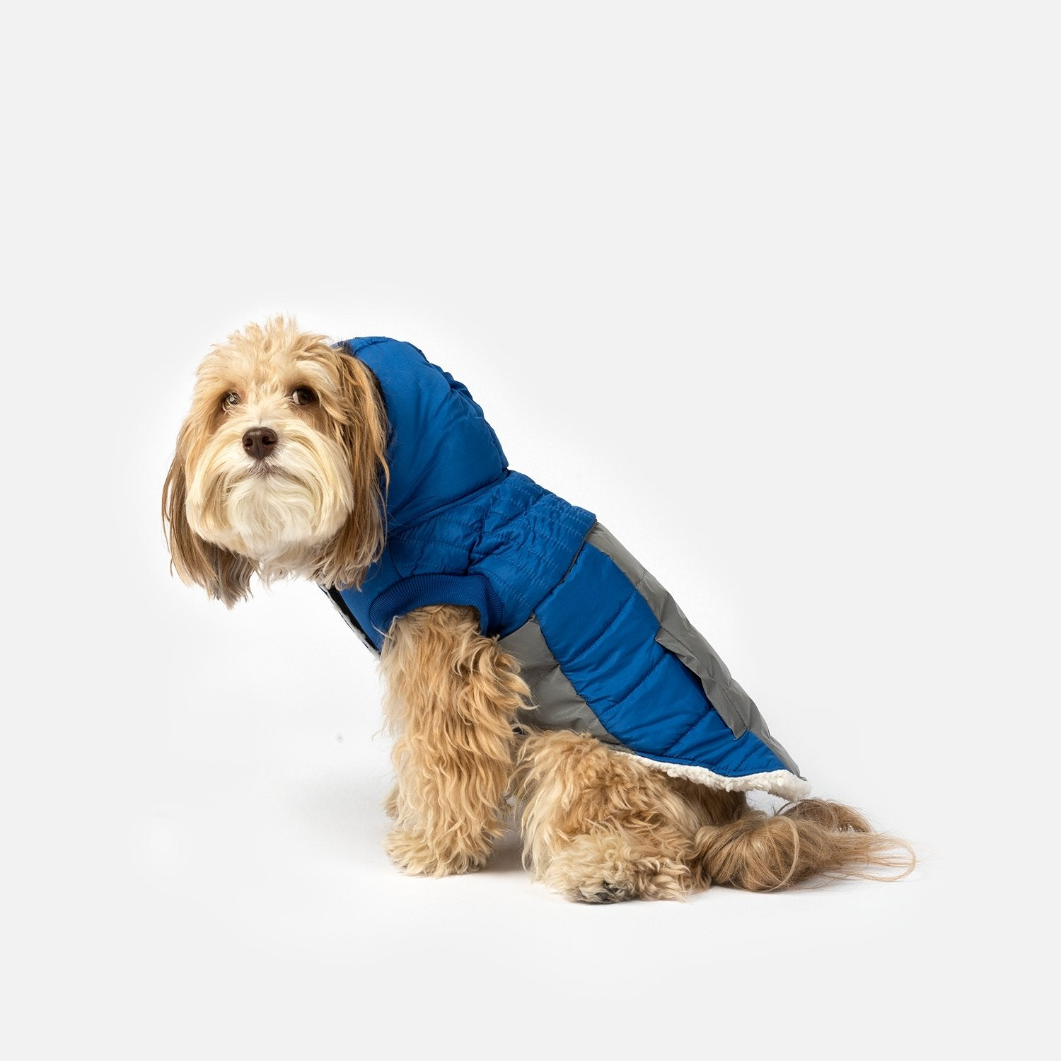 Bailey Dog Jacket Blue