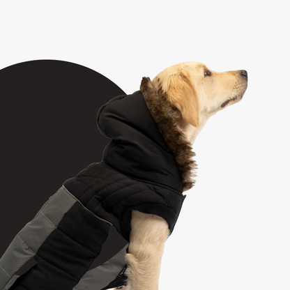 Bailey Dog Jacket Black