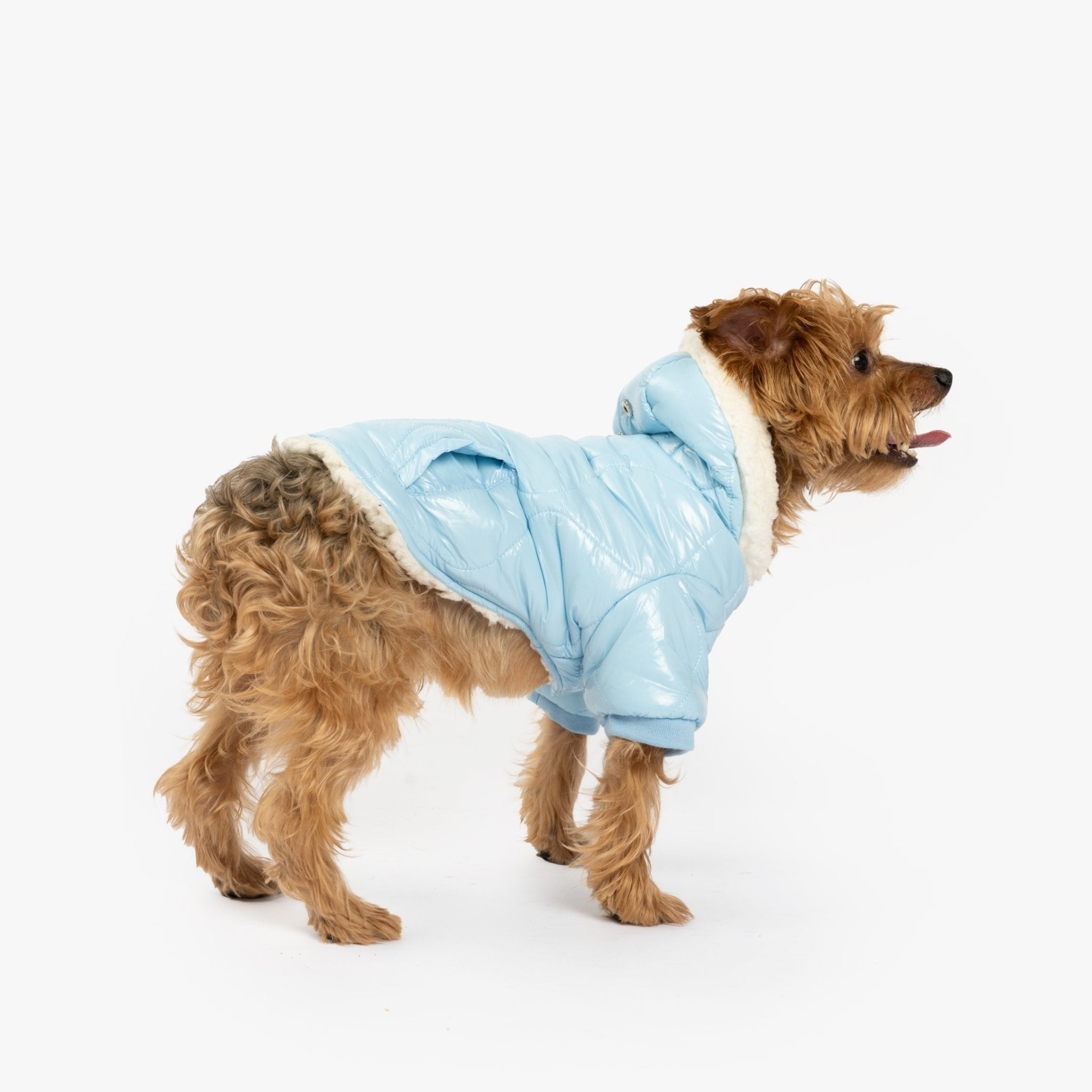 Aspen Dog Jacket