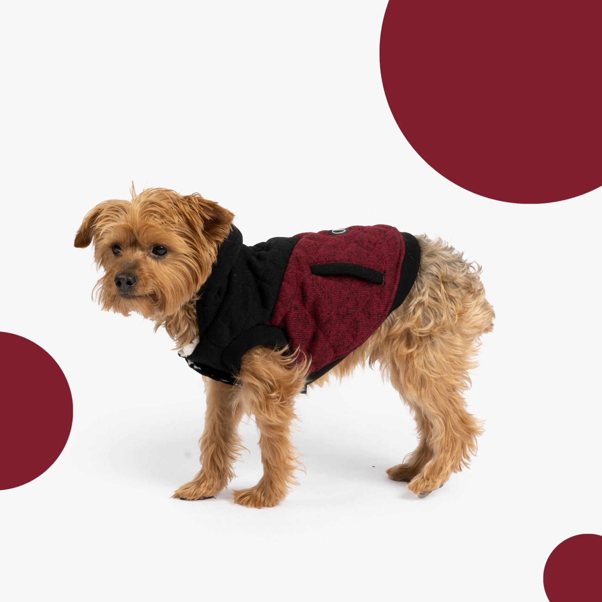 Jasper Dog Jacket