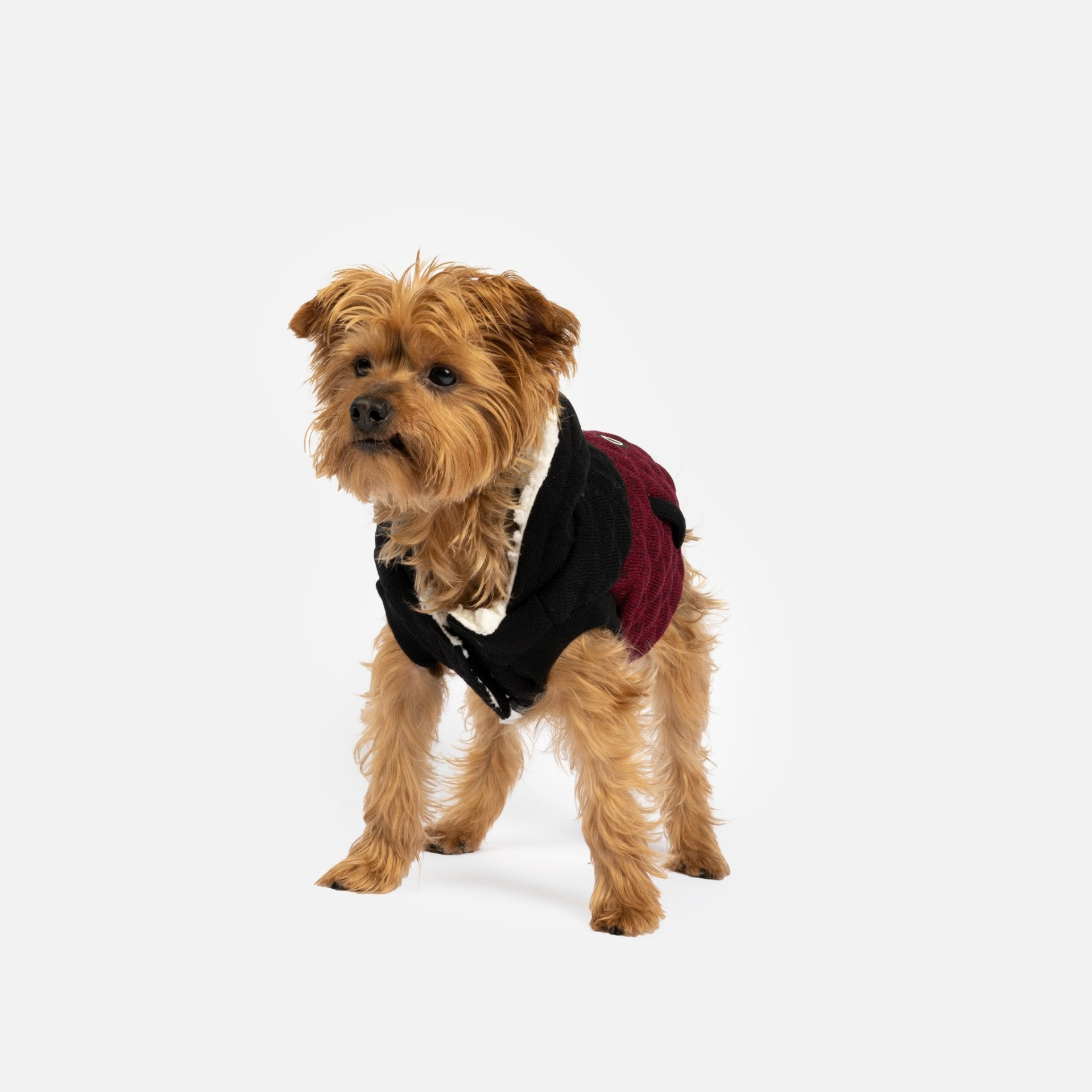 Jasper Dog Jacket