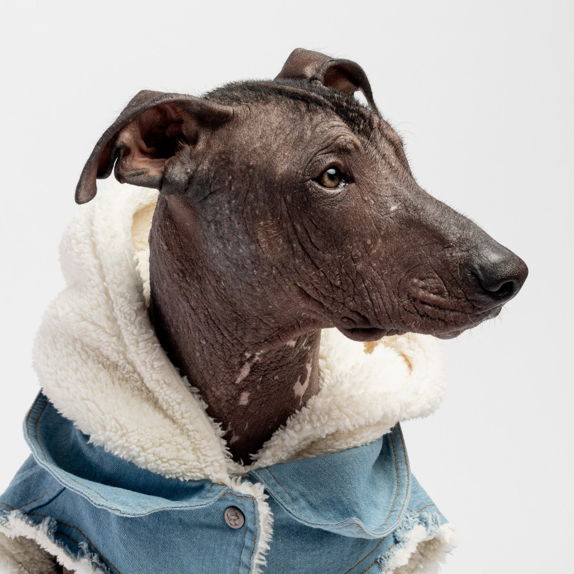 Justin Denim Dog Jacket Blue