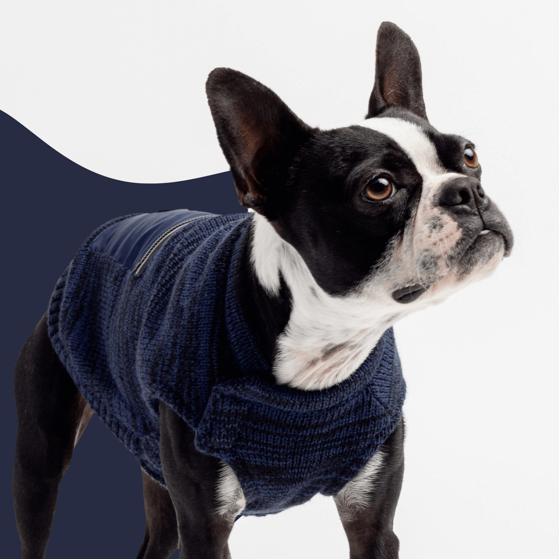 Mia Dog Sweater Blue