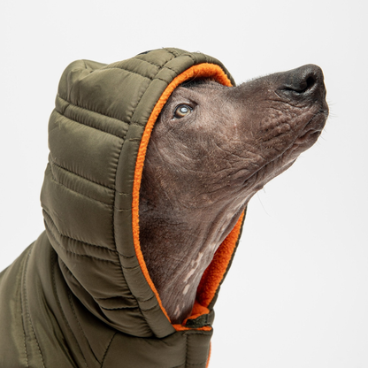 Noah Dog Jacket Cypress