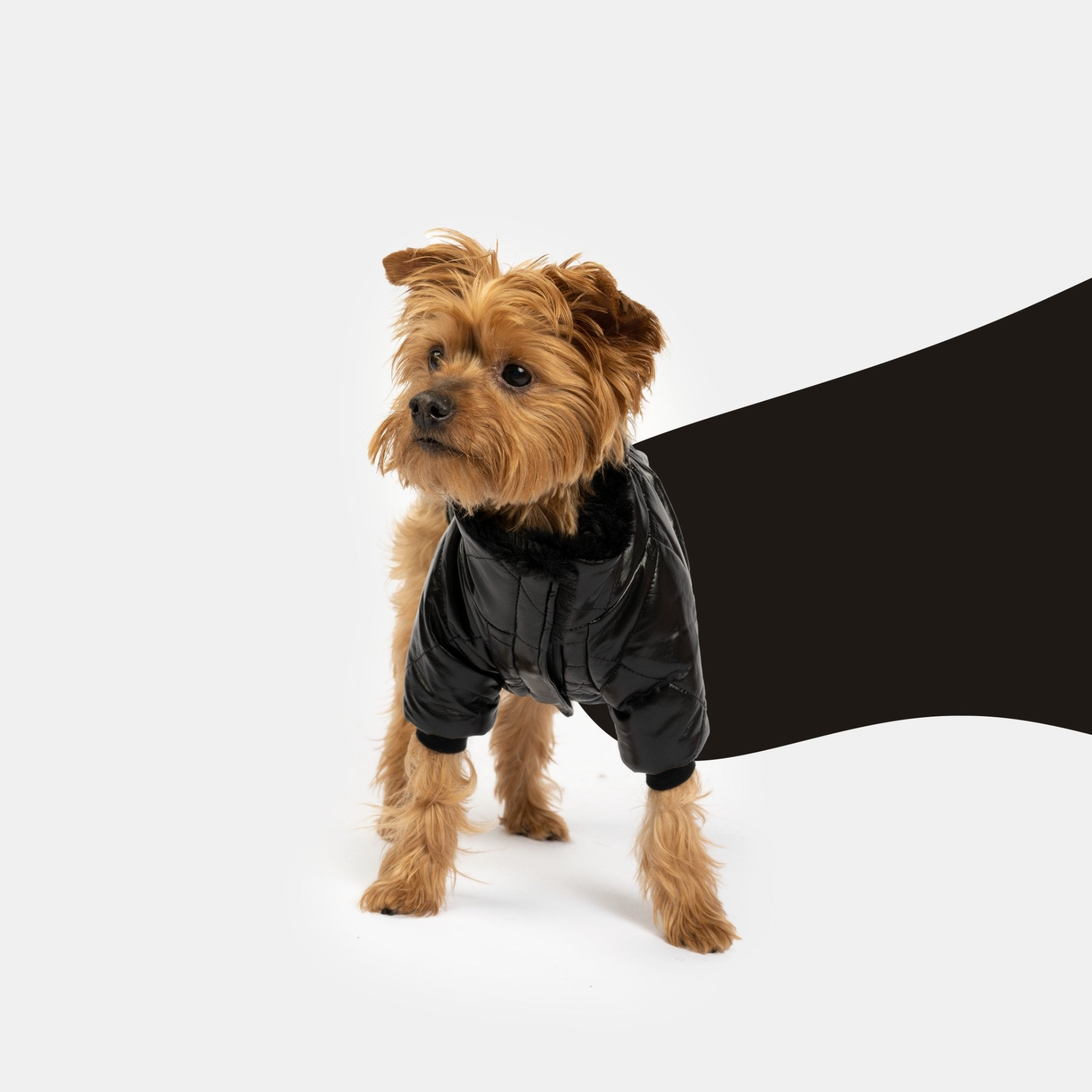 Phoenix Dog Jacket Black